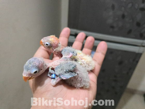 Love Bird (Tame Size Baby)